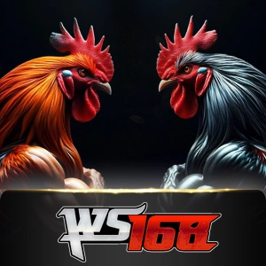Ws168 Sabung - BOYBET168